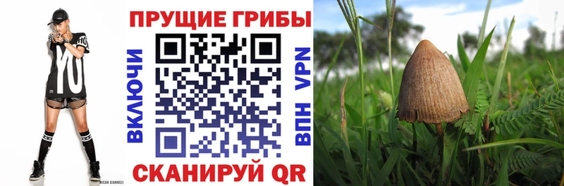 Галлюциногенные грибы прущие грибы  Ивантеевка 